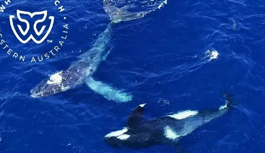 Baleia jubarte é salva por orcas em ação inesperada