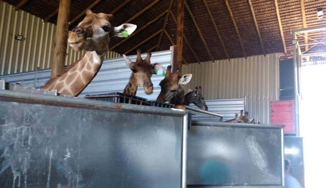 Após 3 girafas mortas no Rio de Janeiro, ambientalistas denunciam maus-tratos