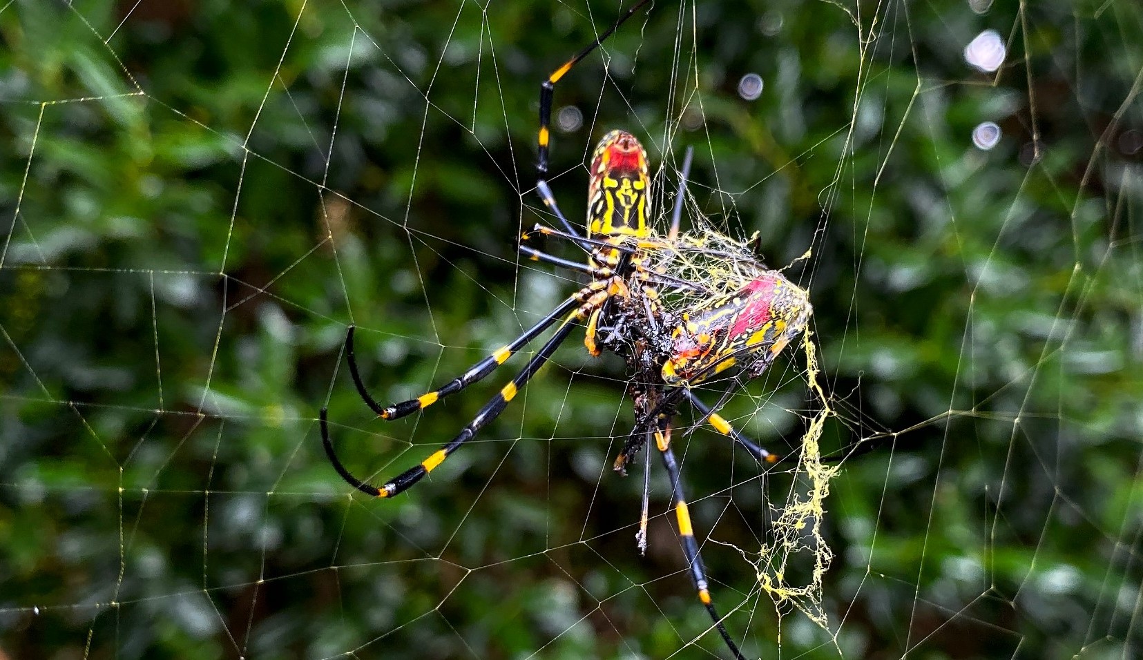 Aranhas gigantes asiáticas ameaçam invasão à Nova York