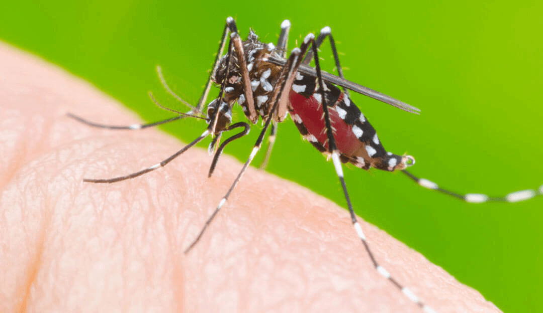 Bairros de Campinas apresentam riscos por infestação de Aedes aegypti 