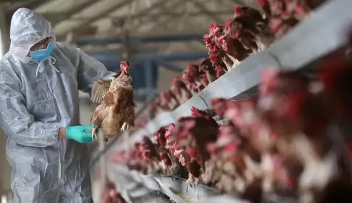 Casos de gripe aviária H5N1 cresce nos EUA e atinge 31 estados