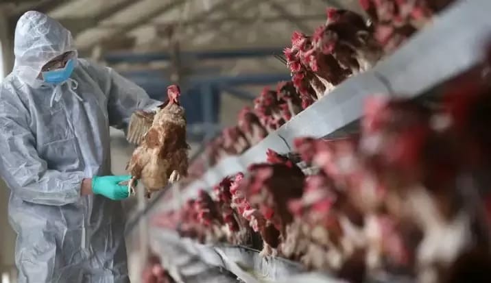 EUA detectam primeiro caso de gripe aviária H5N1 em humanos