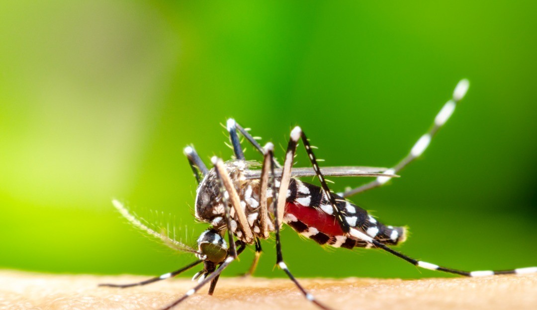 Surto de dengue faz Brasil chegar aos números de casos de todo o ano passado