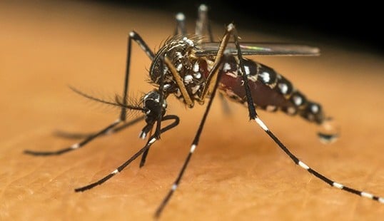 Casos de dengue aumentam: entenda o por quê