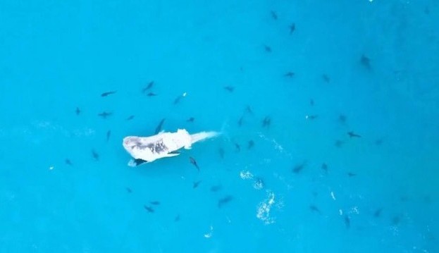 Baleia jubarte é atacada por dezenas de tubarões na Austrália 