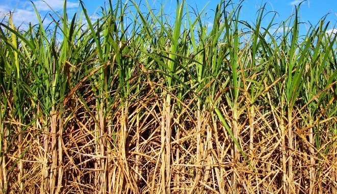 Empresa aposta na tecnologia Blockchain para a produção de cana-de-açúcar