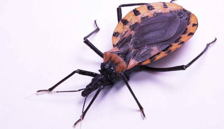 Doença de Chagas pode ser detectada por meio de inteligência artificial com celular