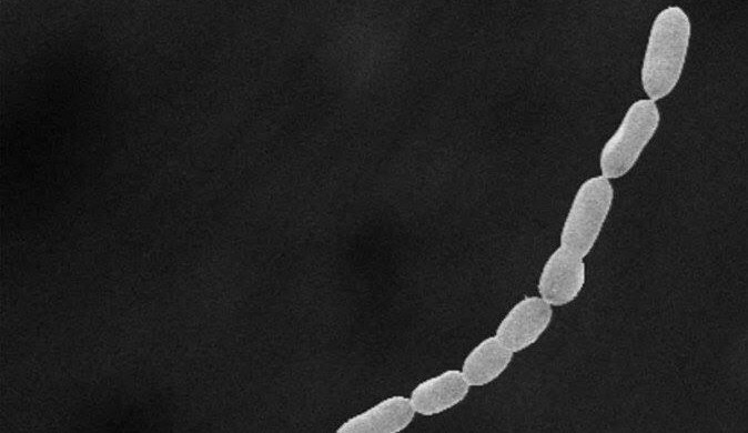 Cientistas descobrem a maior bactéria do mundo 