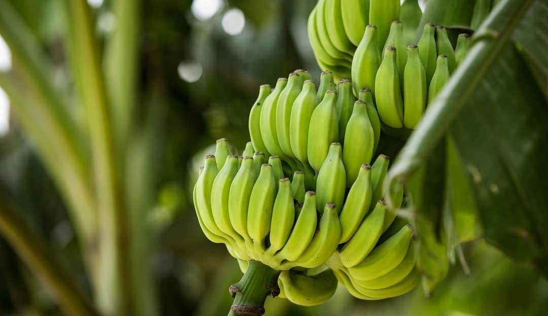 Banana verde pode auxiliar na prevenção do câncer, segundo estudo