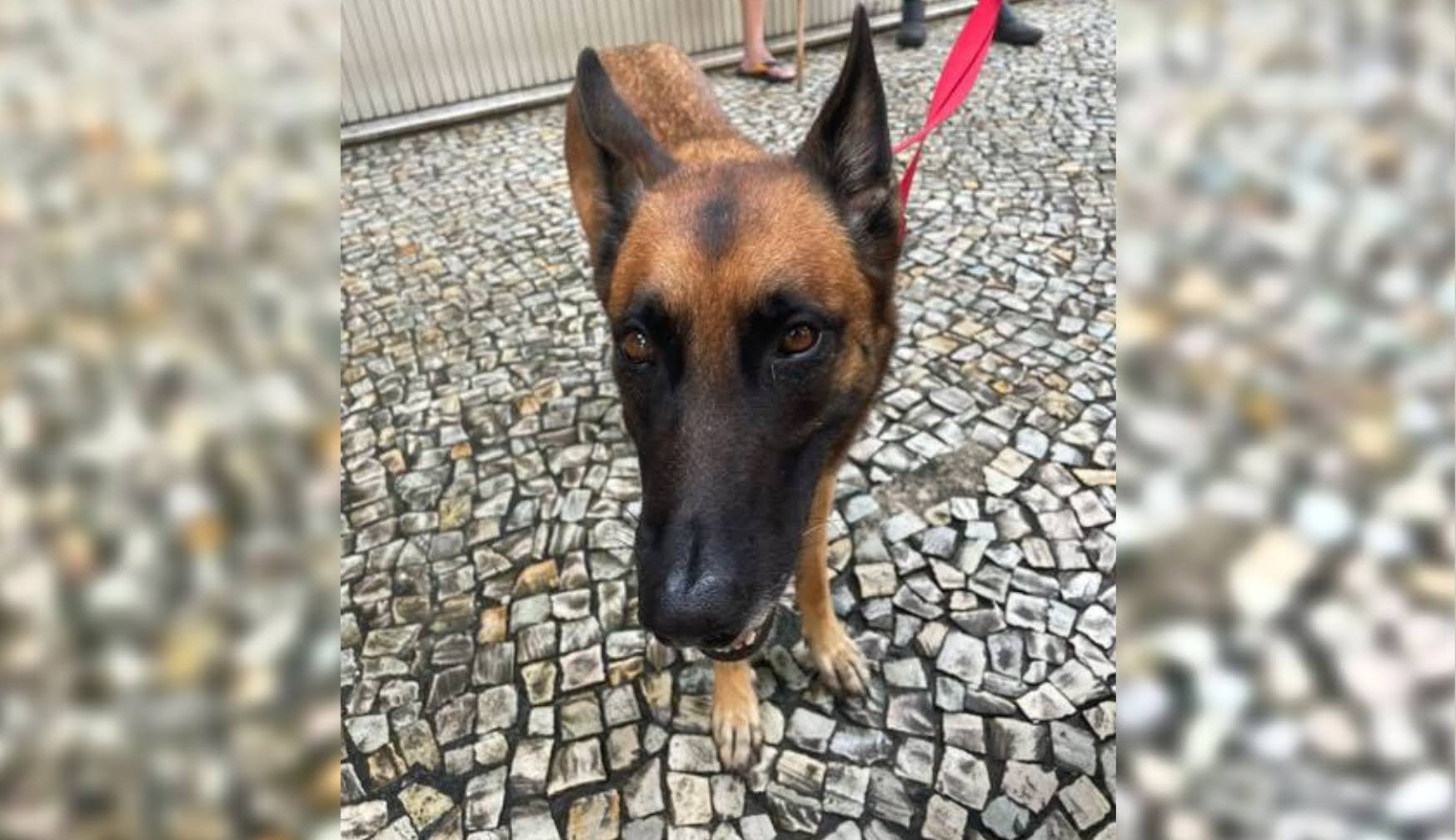 Mais de 150 pessoas querem adotar a cadela que era usada em assaltos na Zona Sul do Rio