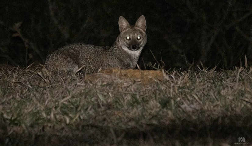 Fauna brasileira: A raposa-do-campo é considerada do gênero dos canídeos