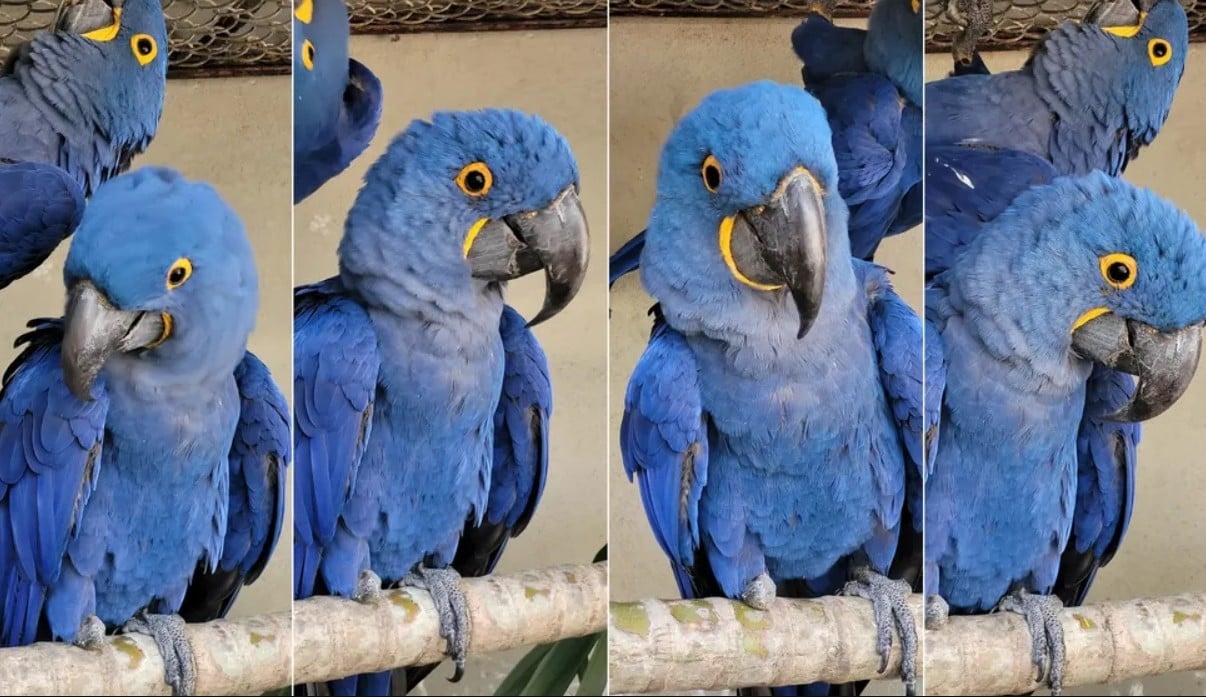 Araras-azuis chegam ao zoológico de Volta Redonda, no Rio de Janeiro