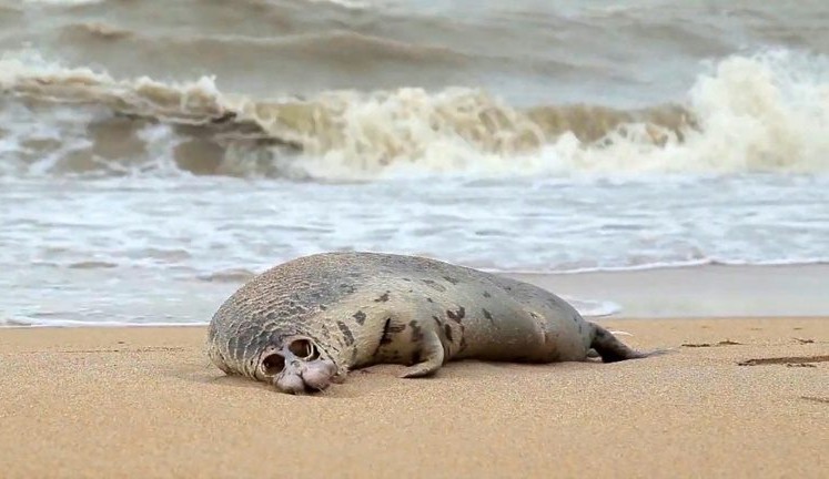 Milhares de focas são encontradas mortas em praia da Rússia