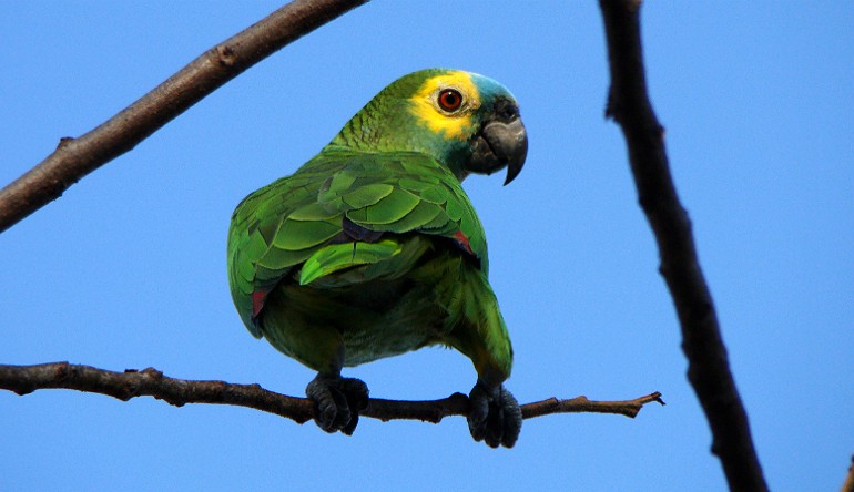 Desmatamento no Pantanal e outros biomas causa redução de bandos do papagaio-verdadeiro 