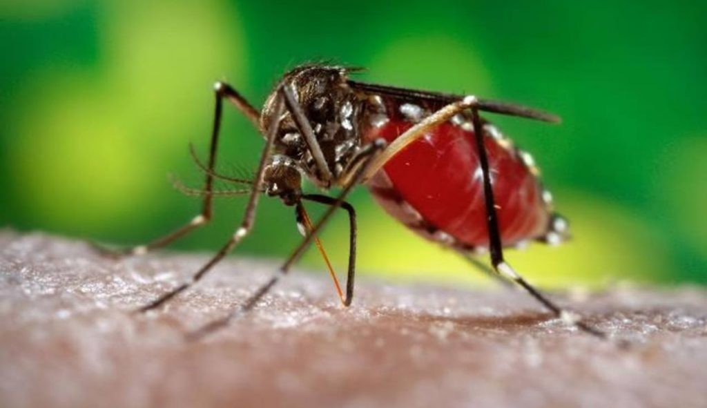Casos de morte por dengue aumentaram em 2022