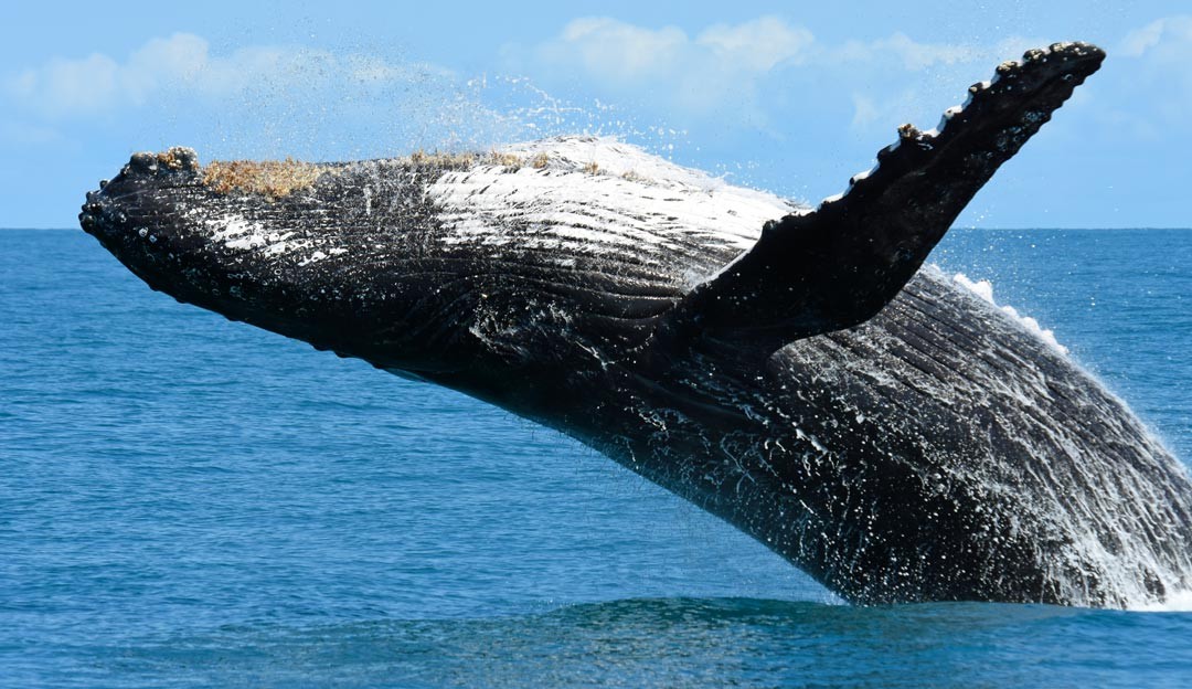 Estudo aponta que população de baleias jubarte volta a crescer no Brasil