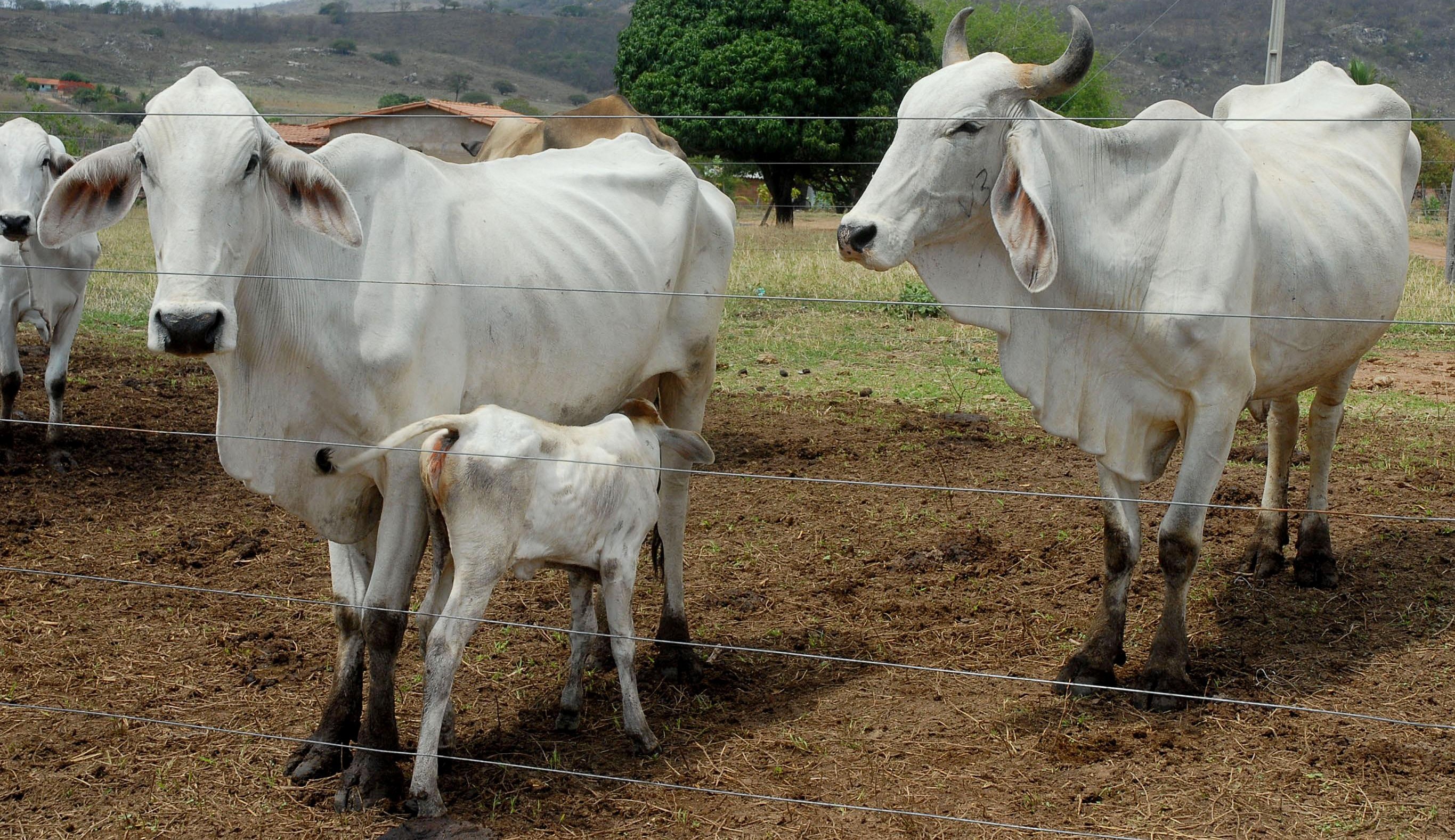 Rússia anuncia suspensão temporária da importação de carne bovina originada do Pará