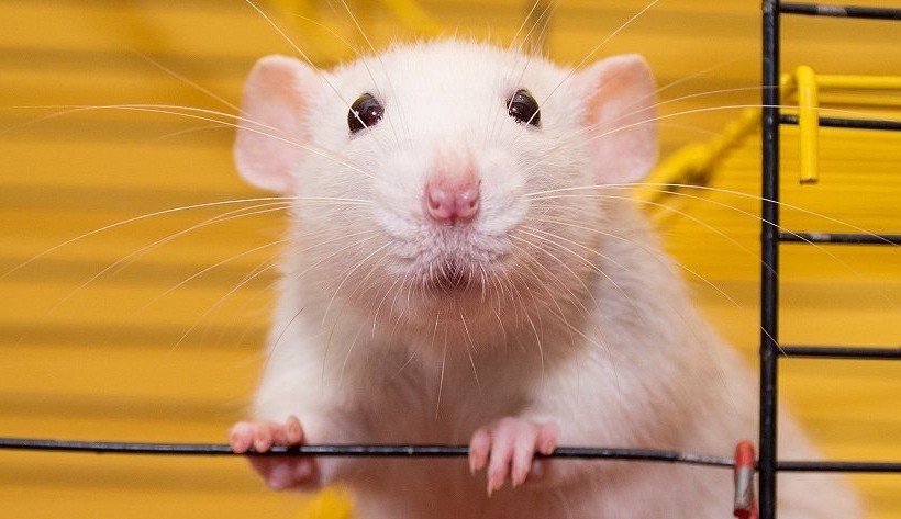 Embrião de rato é criado por cientistas em laboratório sem precisar de fêmeas