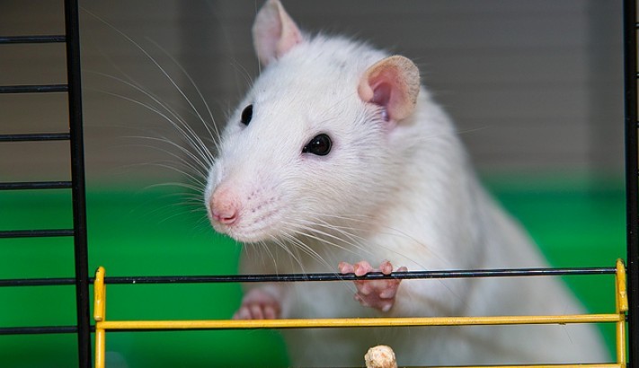 Cientistas conseguem fazer ratos cegos recuperarem a visão