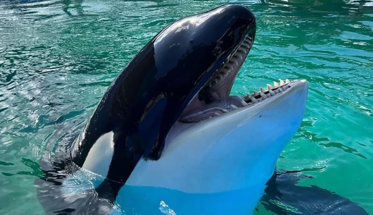 Seaquarium de Miami vai devolver orca Lolita ao mar, após 50 anos em Cativeiro