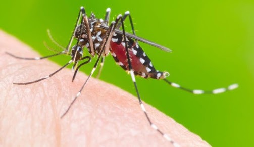 Casos de Dengue e Chikungunya crescem no Brasil