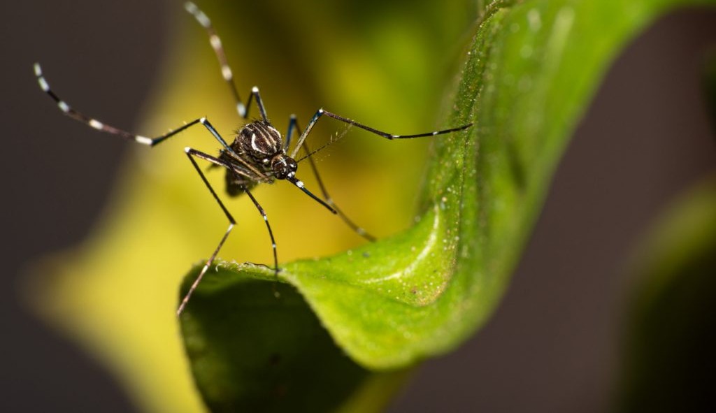Rio Grande do Sul registra mais uma morte confirmada por dengue em 2023