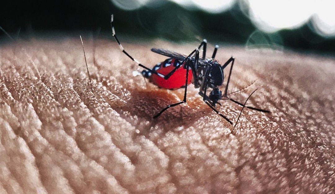 Porto Alegre preocupa com aumento da dengue e óbitos 