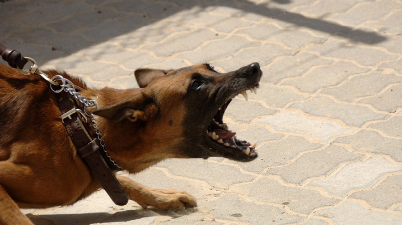 Cão é diagnosticado com raiva em São Paulo 