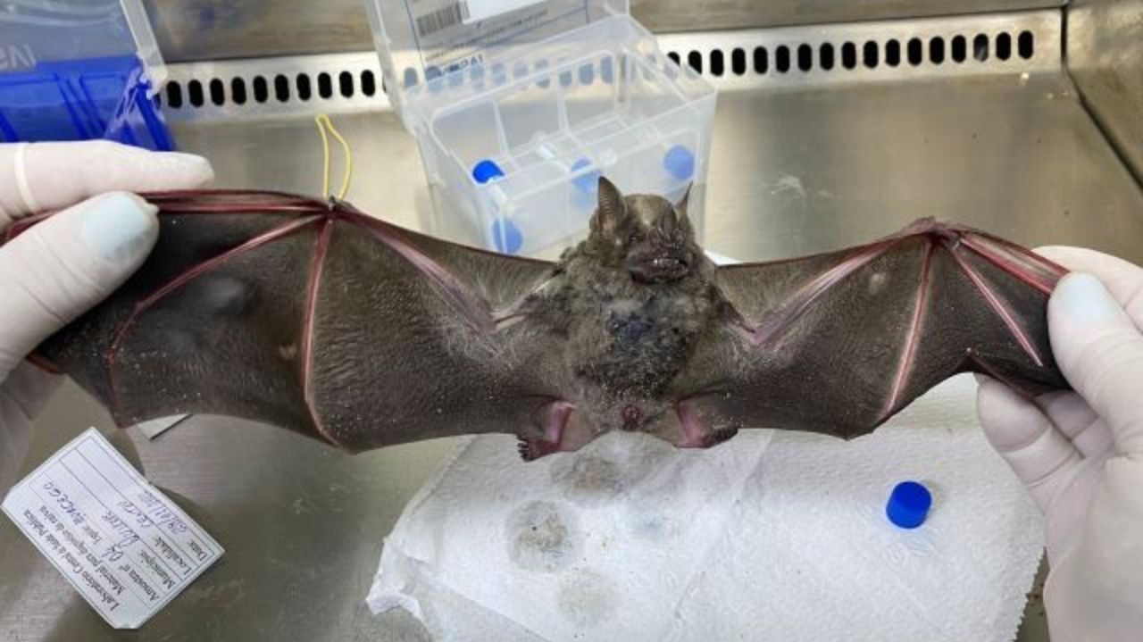 Virus letal para humanos é detectado em morcegos no Brasil