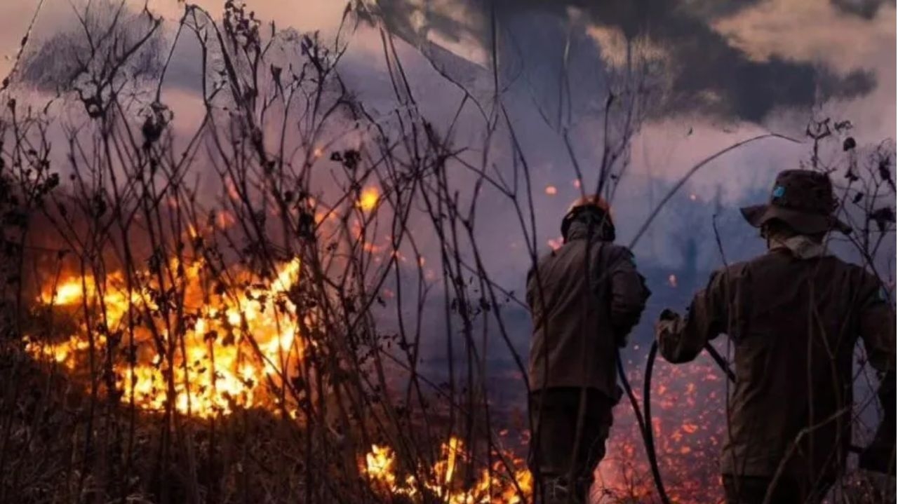 Incêndios no Pantanal chegam até a rodovia e matam fauna