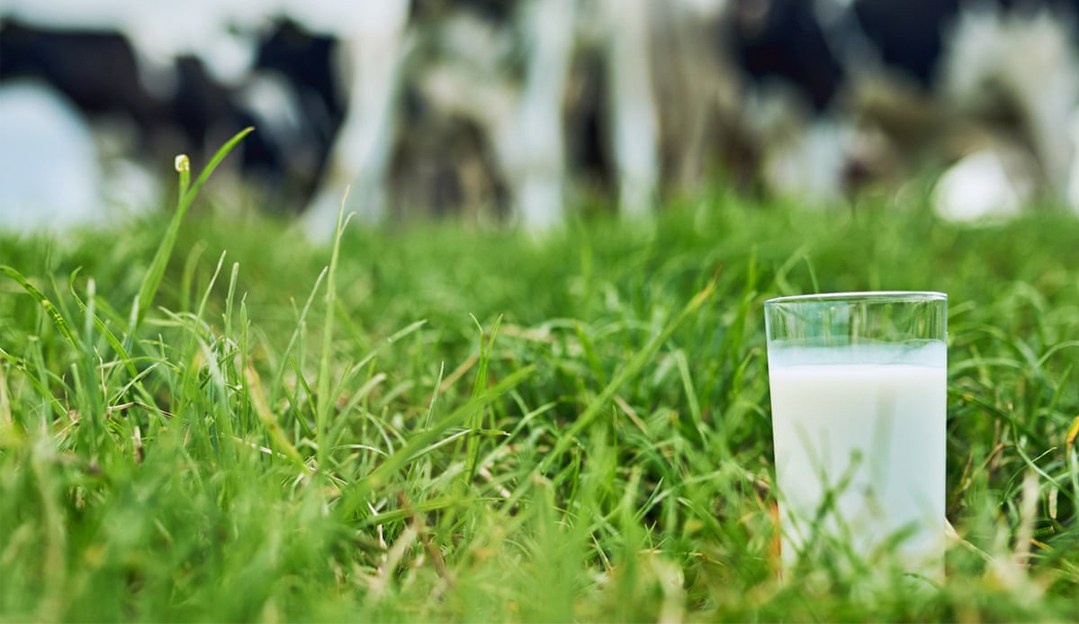 Startup inicia projeto para desenvolver leite sem vaca
