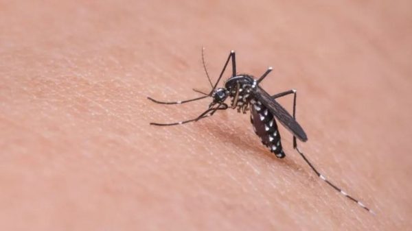 Dengue ultrapassa 650 mil casos no Brasil em 2024 1