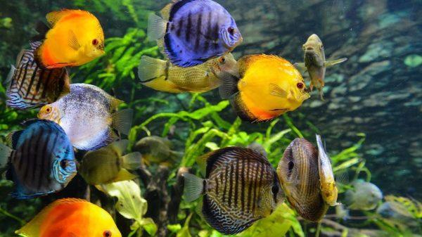 Aquarismo: Saiba Mais Sobre Esse Hobby Fascinante