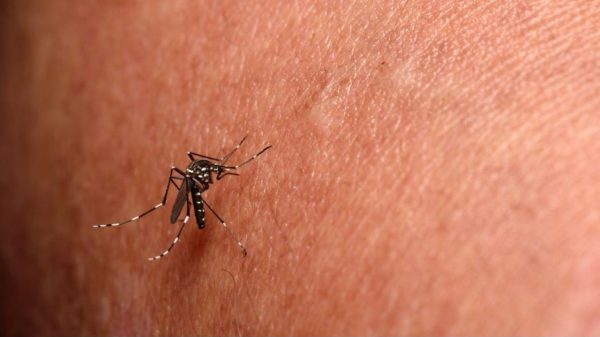 Belo Horizonte confirma primeira morte por chikungunya deste ano