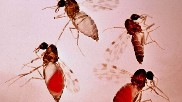 Culicoides paraenses, mosquito transmissor da Febre Oropouche, ampliado em laboratório