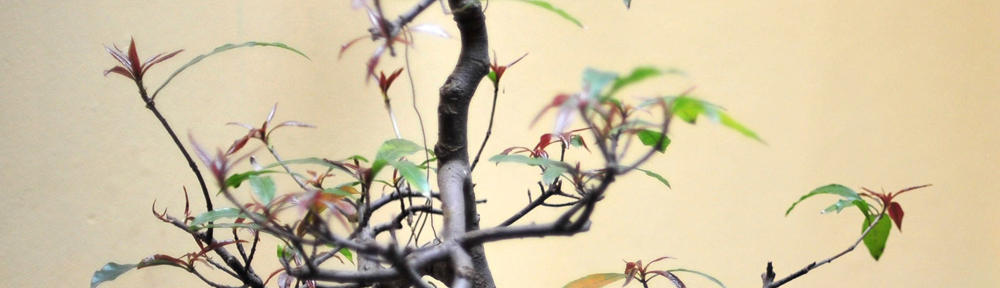 Notícias do Brasil e do Mundo ao vivo | InMagazine