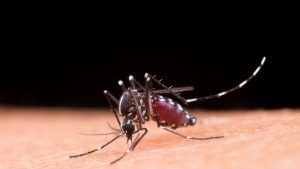 Epidemia de dengue assola o Brasil com mais de 217 mil casos em quatro semanas