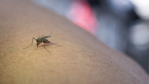 Aumento dos casos de dengue no Brasil exige estratégias de prevenção e controle