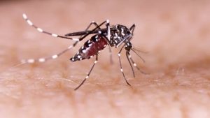 Rio de Janeiro registra maior índice de casos de dengue em 8 anos