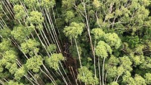 Helicóptero é encontrado com quatro tripulantes mortos em Paraibuna