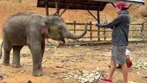 ONG resgata elefante vítima de maus-tratos em Laos, Ásia