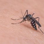 Dengue ultrapassa 650 mil casos no Brasil em 2024 1