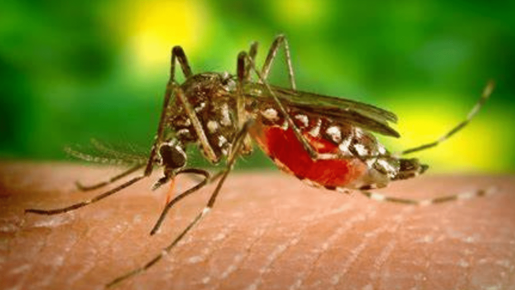 Epidemia da dengue: Rio de Janeiro declara estado de emergência nesta segunda-feira