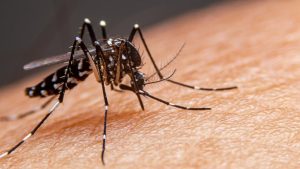 Autoridades convocam estudantes para combater a proliferação do mosquito da dengue