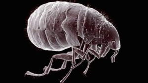 Praga nos EUA: caso incomum de Peste bubônica surge no Oregon