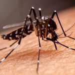 Mosquito Aedes Aegypti