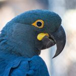 Arara-azul-de-lear