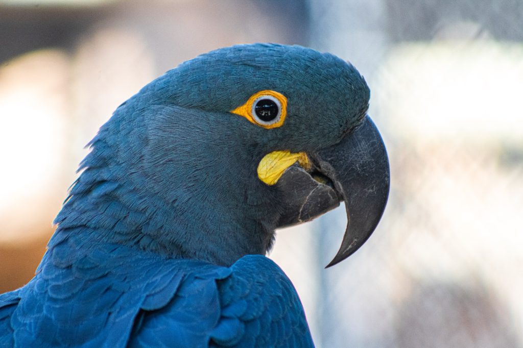 Arara-azul-de-lear