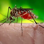 dengue