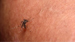 Belo Horizonte confirma primeira morte por chikungunya deste ano